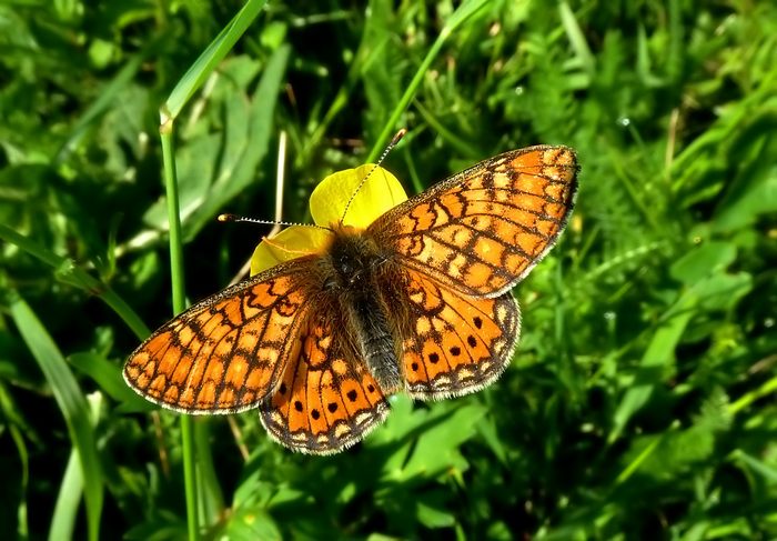 Farfalle della Val Nerina (e dintorni)